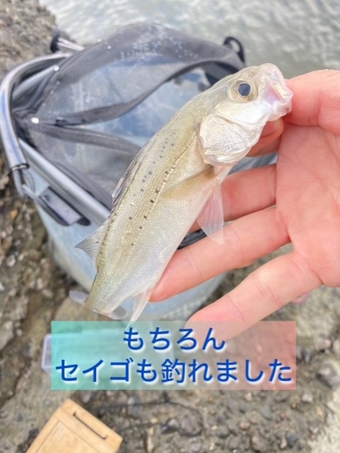 セイゴも釣れました