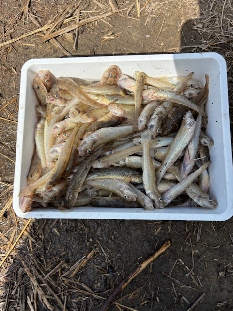 立田大橋ハゼ釣り100匹オーバー絶好調！！ | 釣具のイシグロ | 釣り