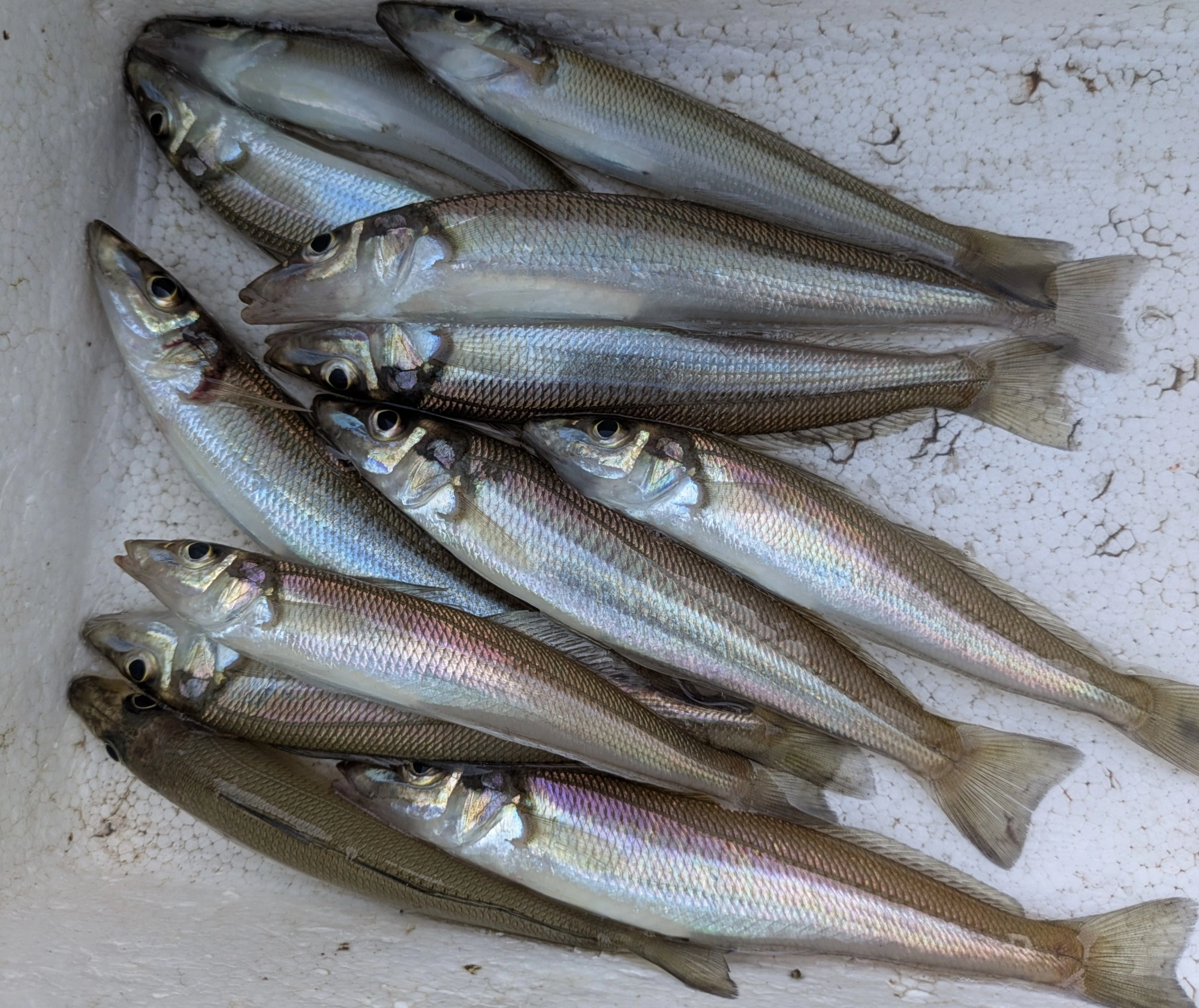 昼から用事があったので短時間でしたが数釣ることができました。