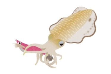 アオリイカのエギング