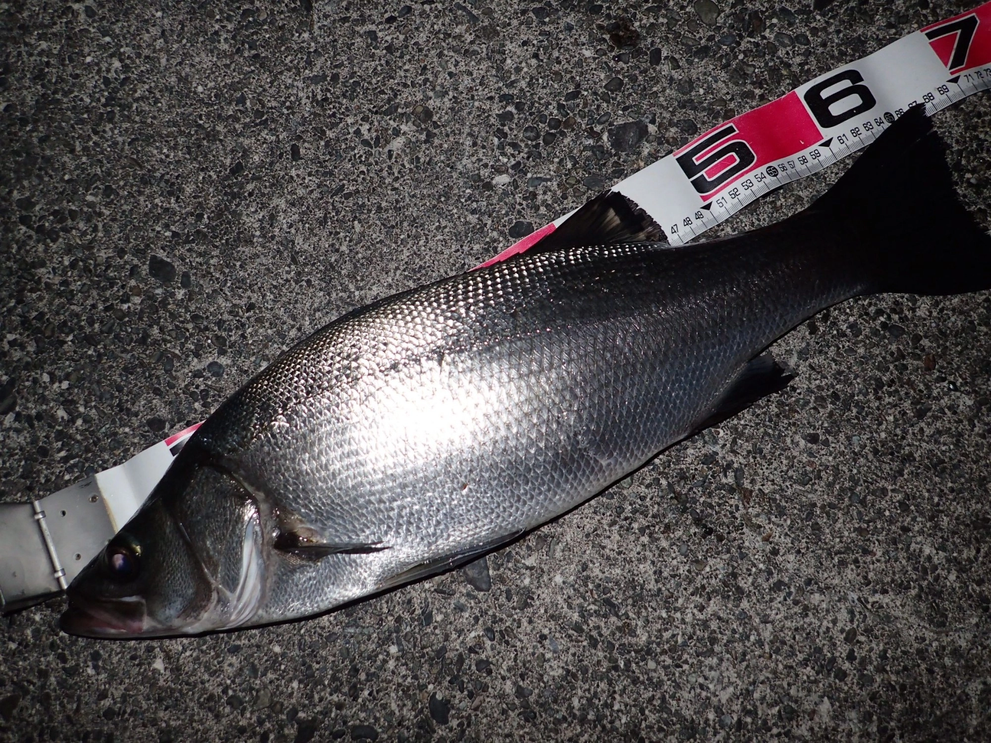 ヒラスズキ68㎝