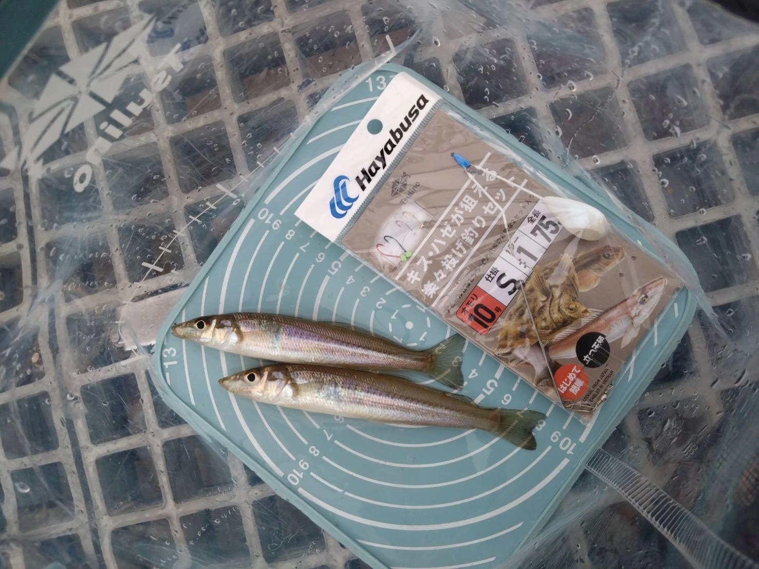 ちょい投げ釣りのセット仕掛でキスやチャリコが連続ヒット