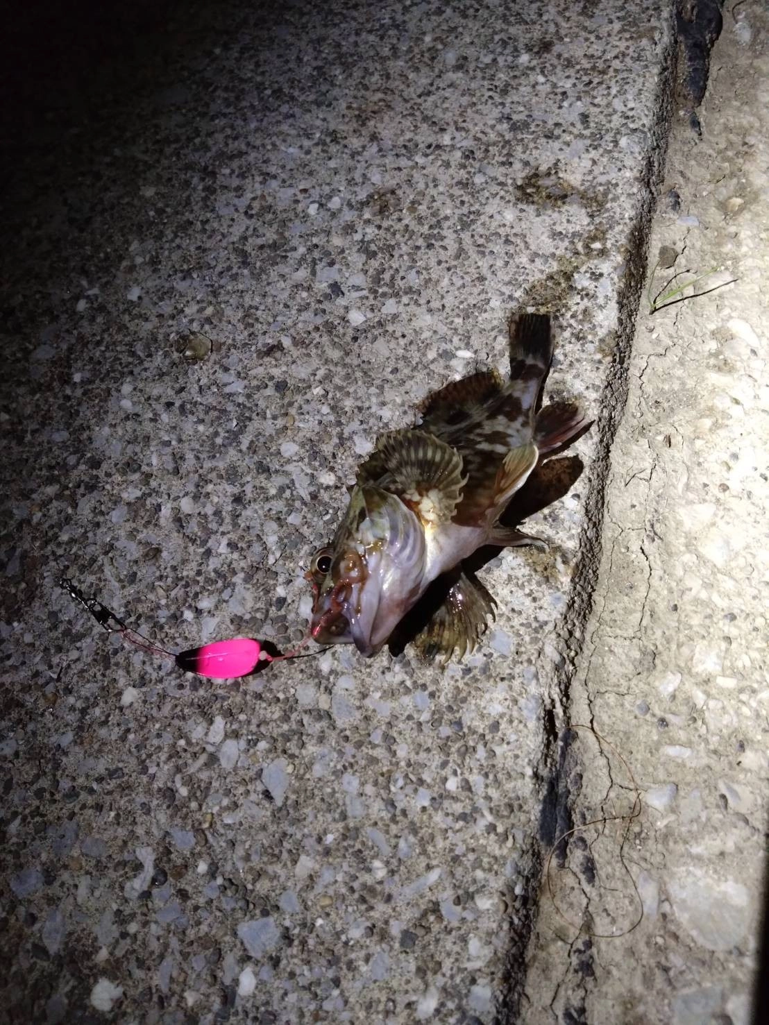 エサスプーンにゴールドイソメを付けて、ボトムの根魚狙いもおすすめです