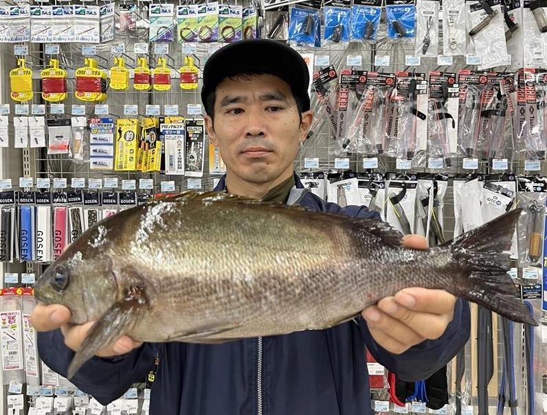 里吉様夜釣りイサキ