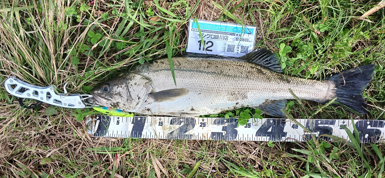 ボイルを狙い打ち