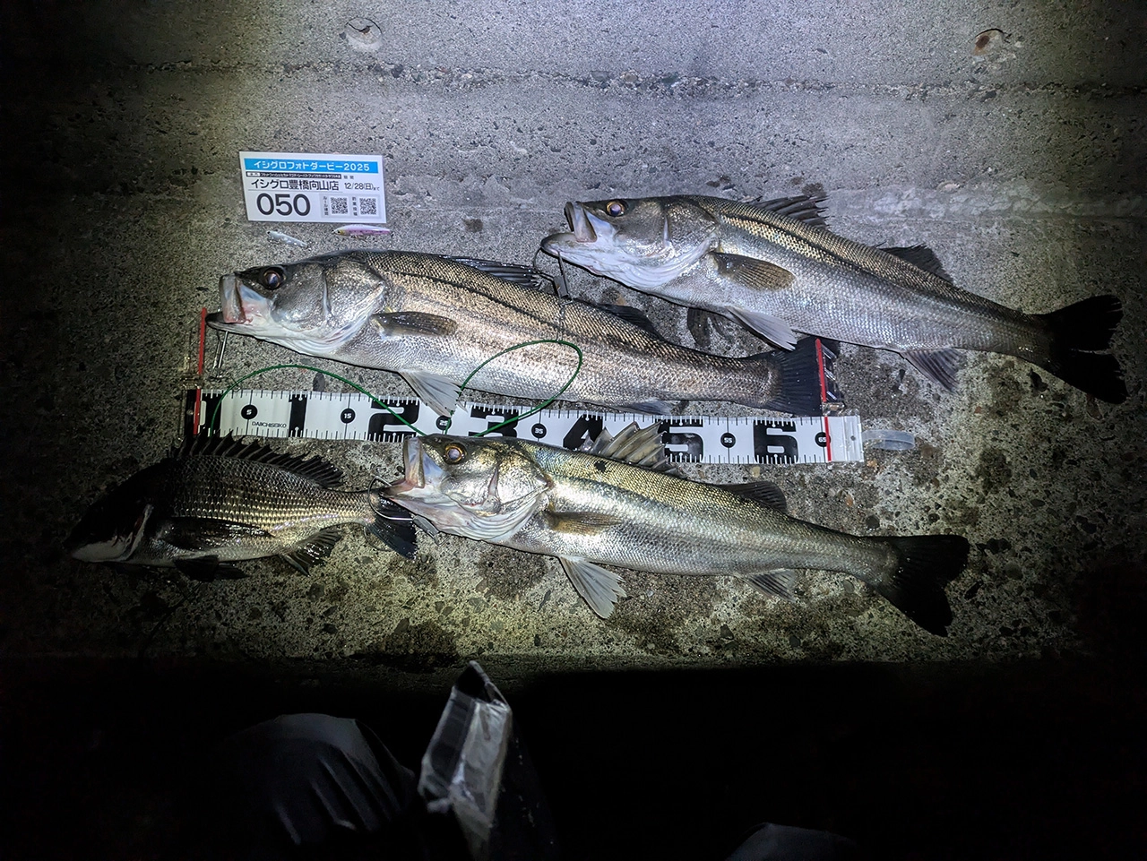 メジャー短かった。入れ食い。