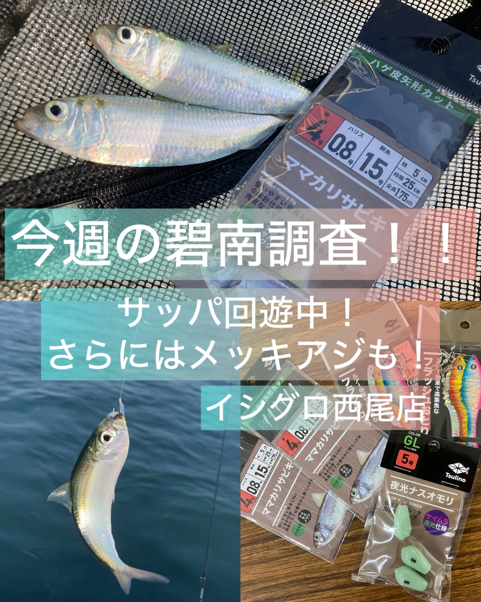 サッパで大物狙い！？]今週の碧南海釣り公園調査！[イシグロ西尾店