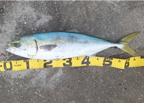 丸々とした美味しそうな個体ですね。