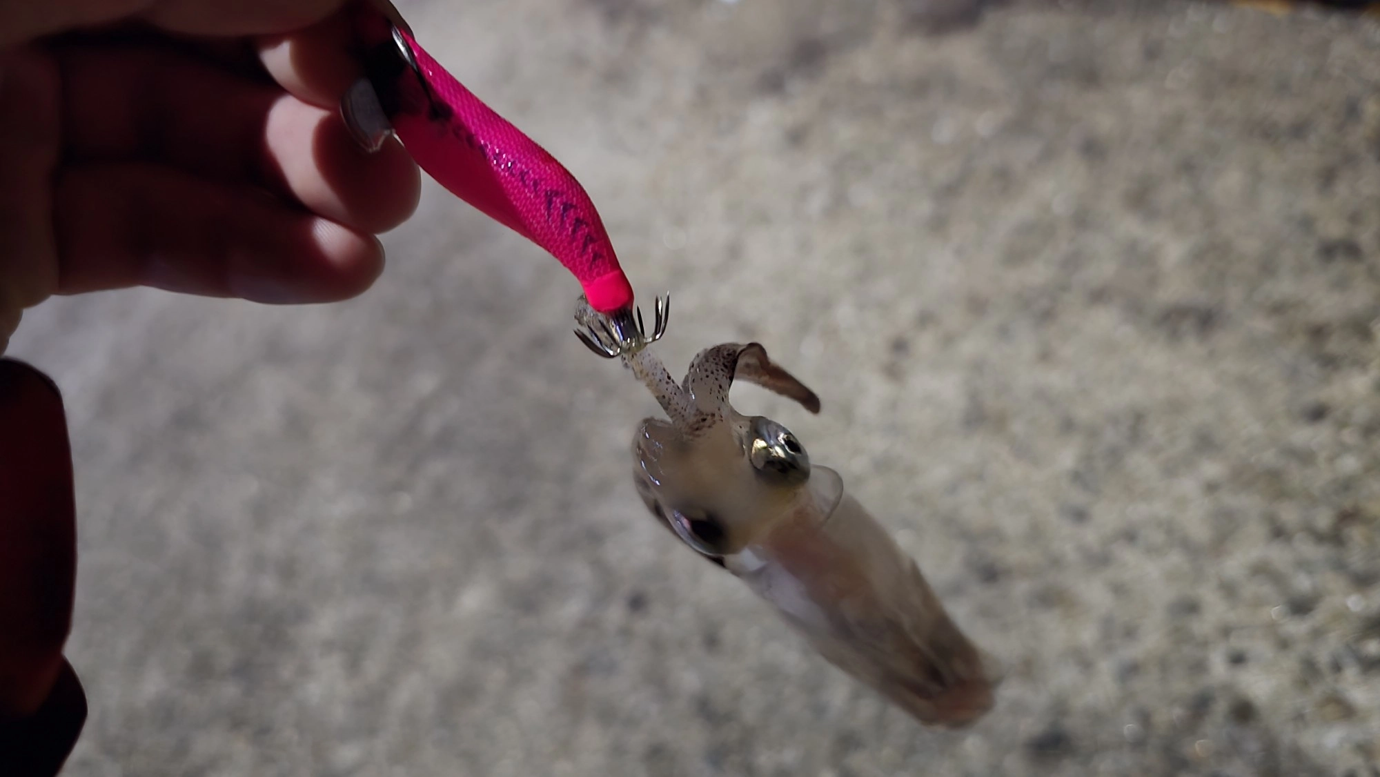 エギで釣れたヒイカ