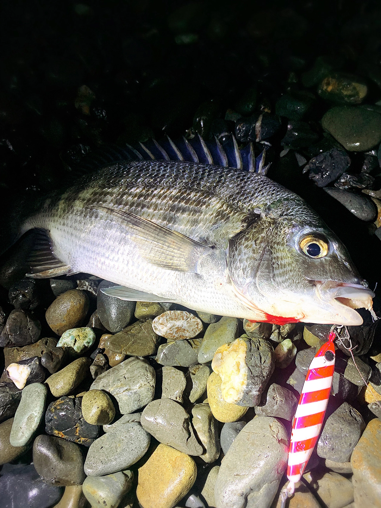 釣り開始1分で、美しいサーフのクロダイ‼︎横風強く、釣り辛い中、抜群の操作性のZ-SARDINEなら、釣れちゃいます。