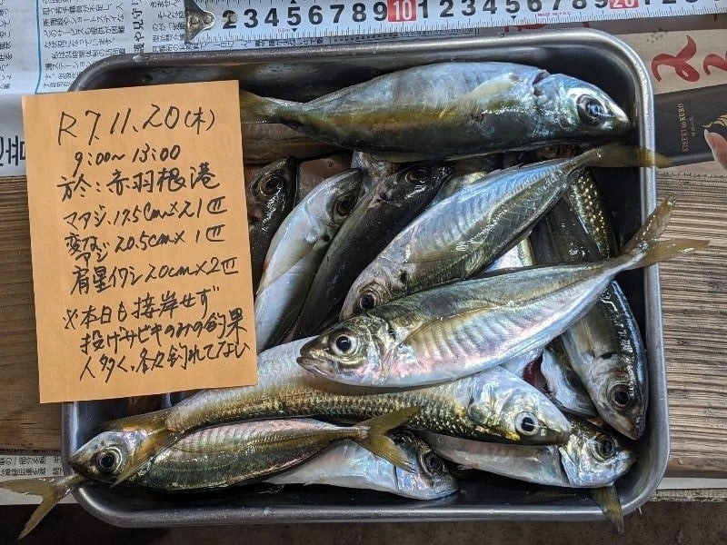 投げサビキでしか釣れなかった