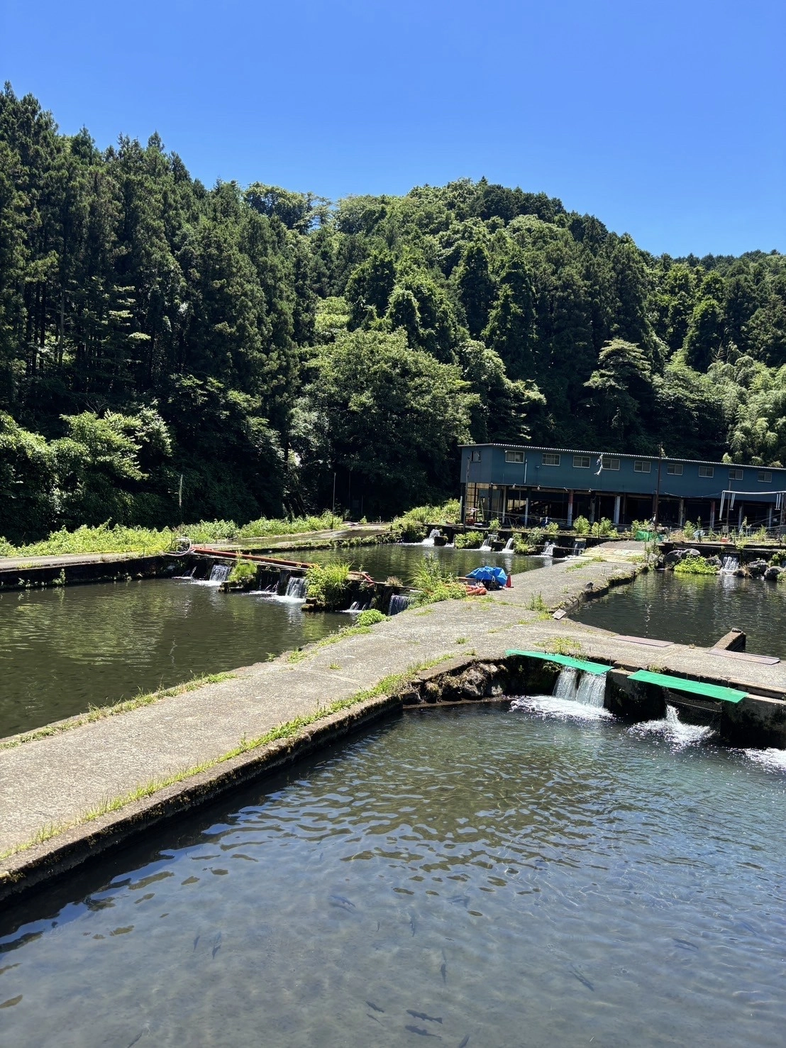 須川フィッシングパーク（ すかわ ）【静岡県・駿東郡】