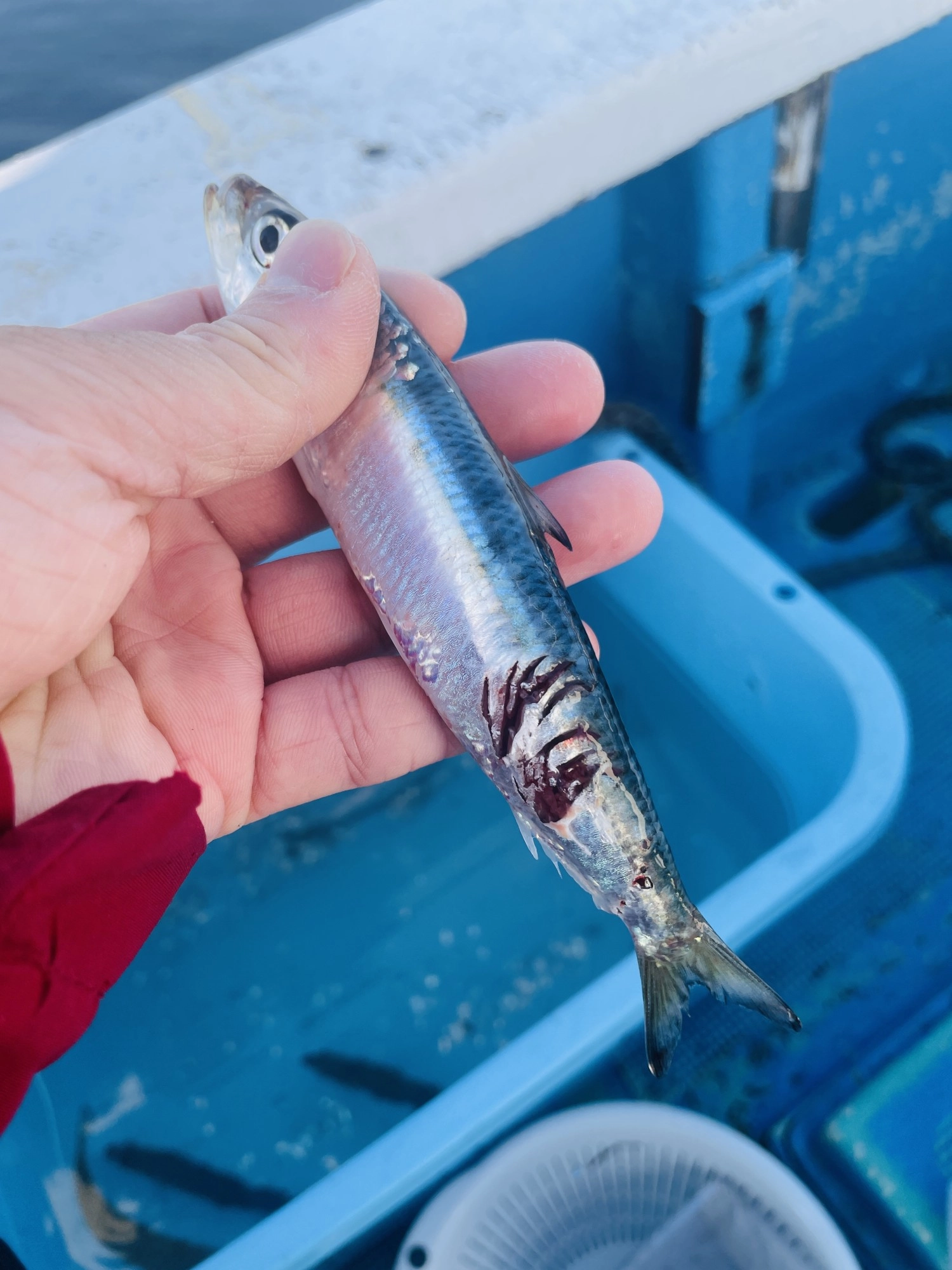 ヒラメはしっかり待つのも重要。大きく食い込むタイミングを見計らって下さい！