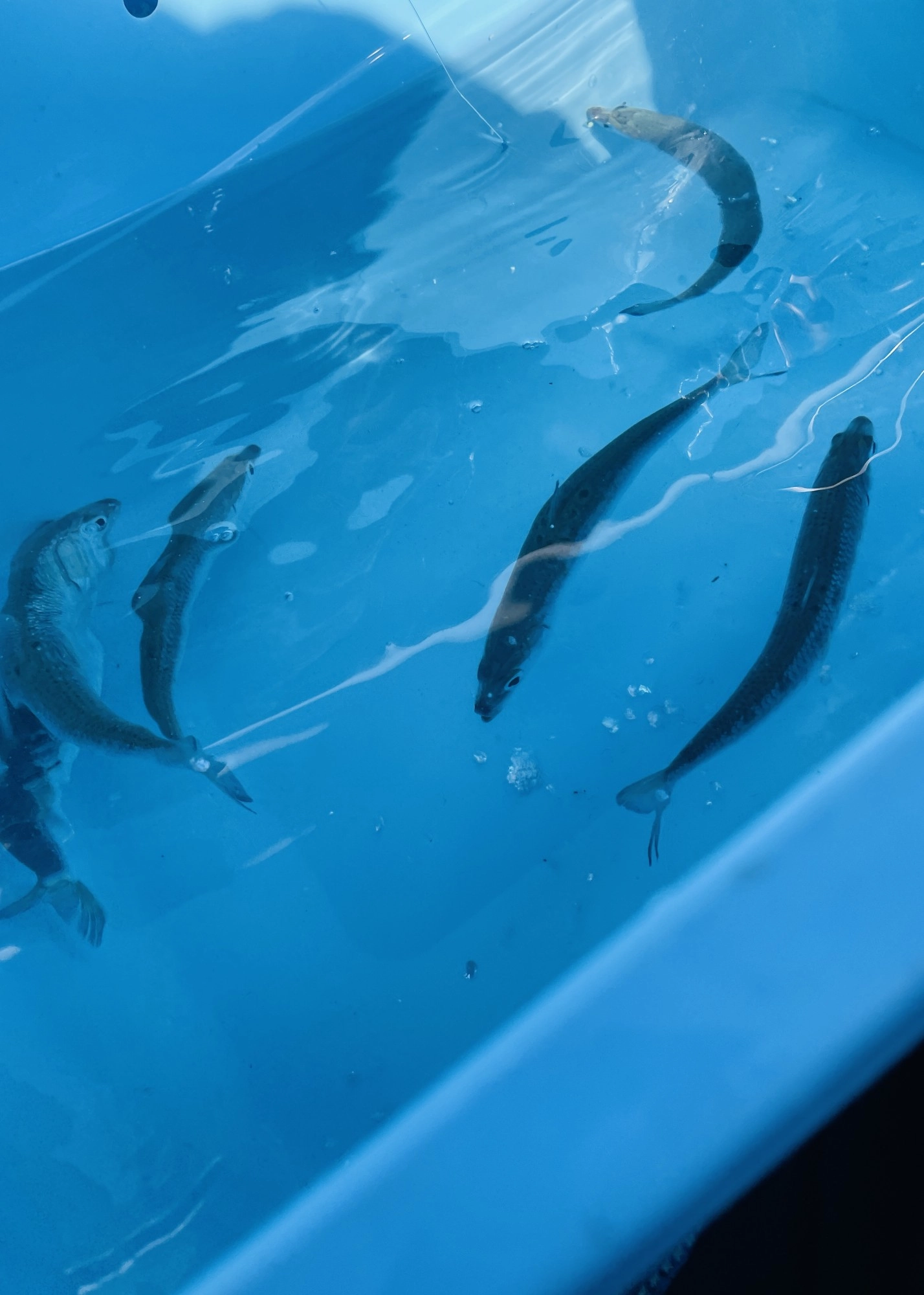 泳がせ釣りはイワシの鮮度が重要。いかに疲れさせず、しっかり泳がせられるかで食いが変わってくることも！