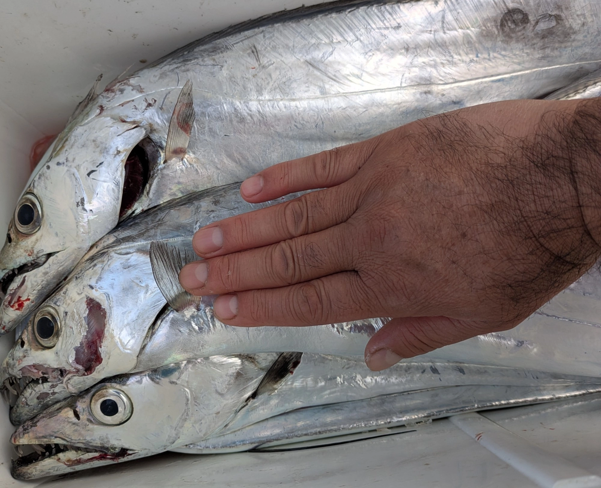 数釣る事は出来ませんでしたがこのサイズのタチウオばかり！ドラゴン狙うならテンヤでの釣りがオススメ！