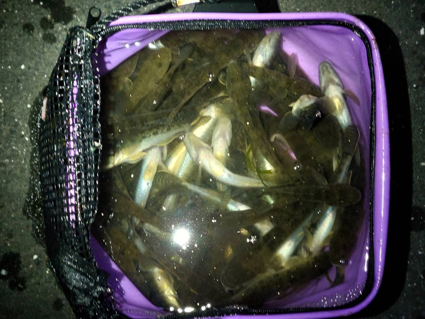 この時期は夜ハゼが熱い！数も狙えます