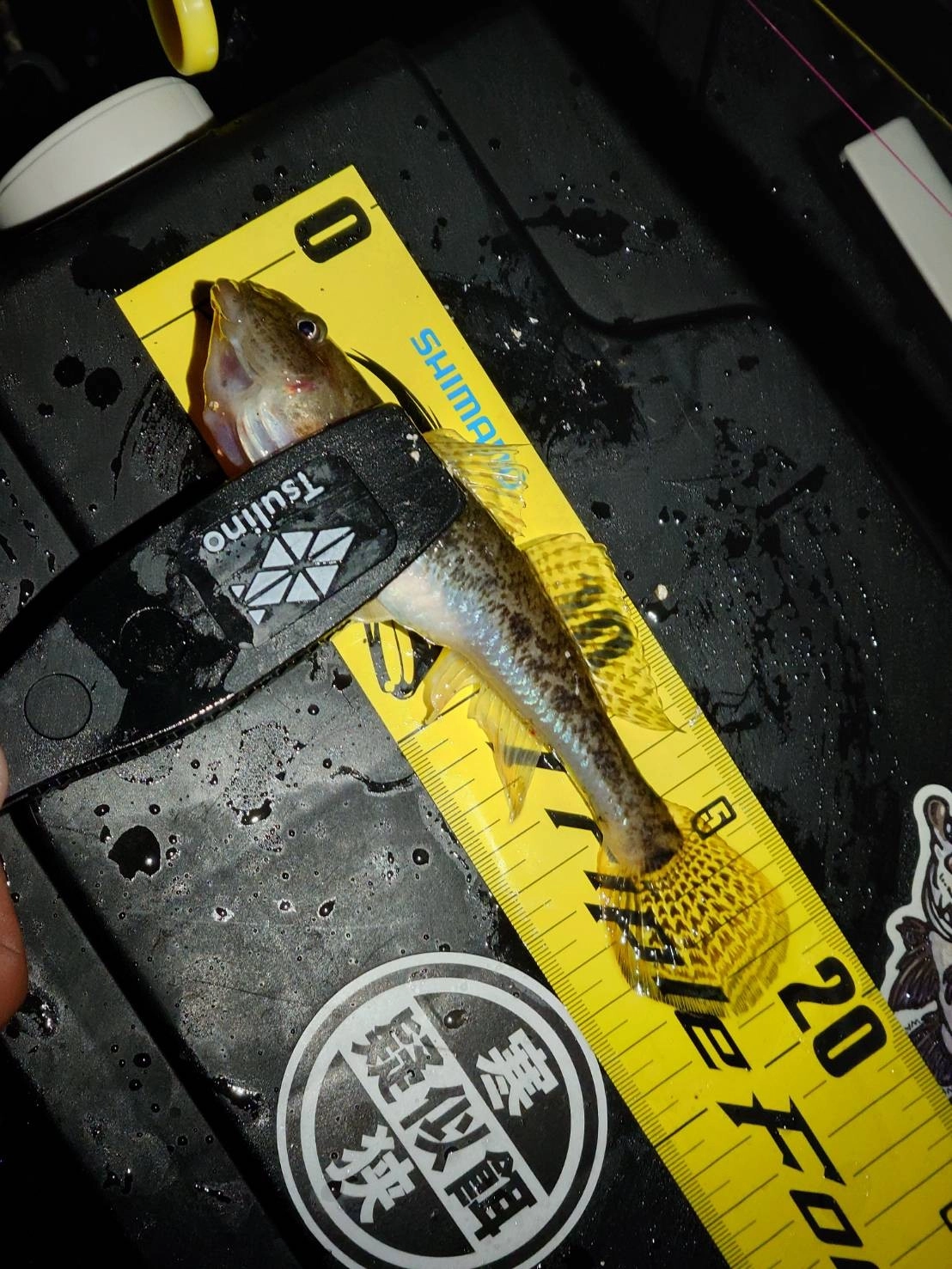 大きいハゼが混じって楽しいです。