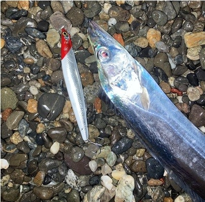 遠州サーフのナイト太刀魚はミノーで釣るのが定番です。