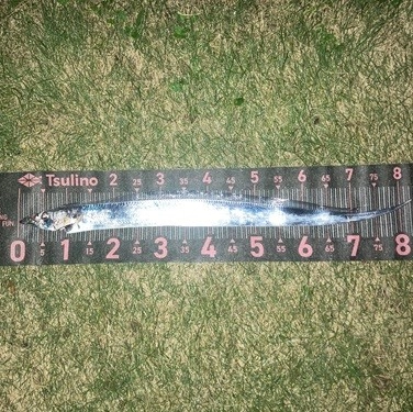 遠州サーフのナイト太刀魚は平均サイズ4本前後で良型が多いですよ。