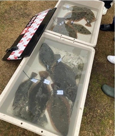約200人ほどのアングラーが参加してヒラメ12枚の釣果でした！
