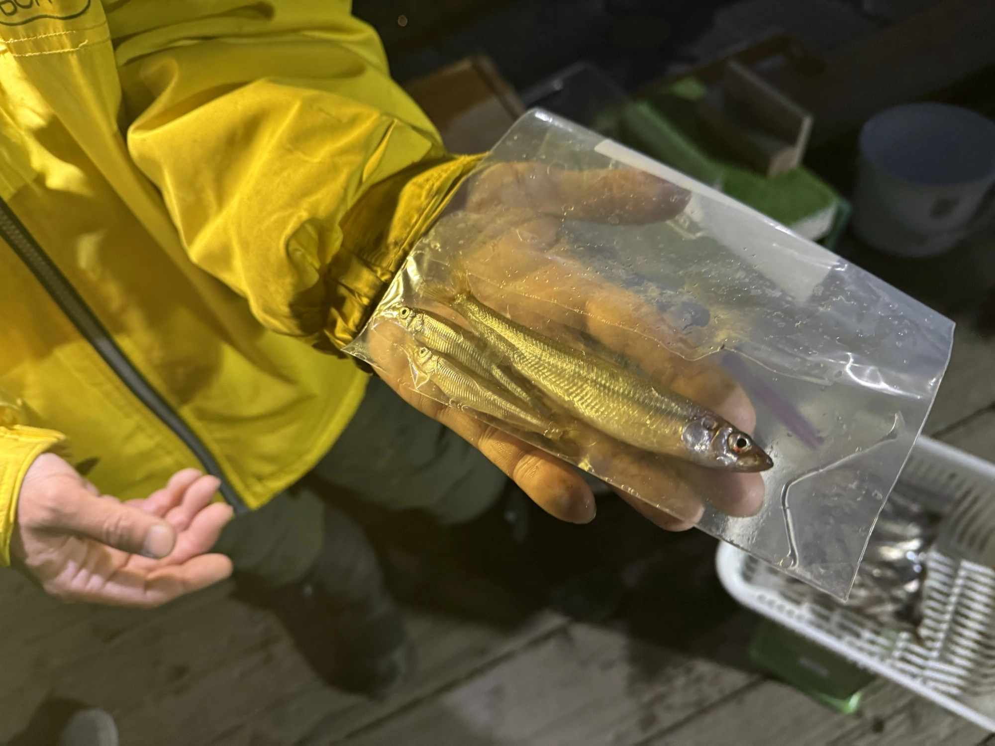 ﾎﾞｰﾄ釣りで釣り上げたデカサギ（デカイワカサギ）！