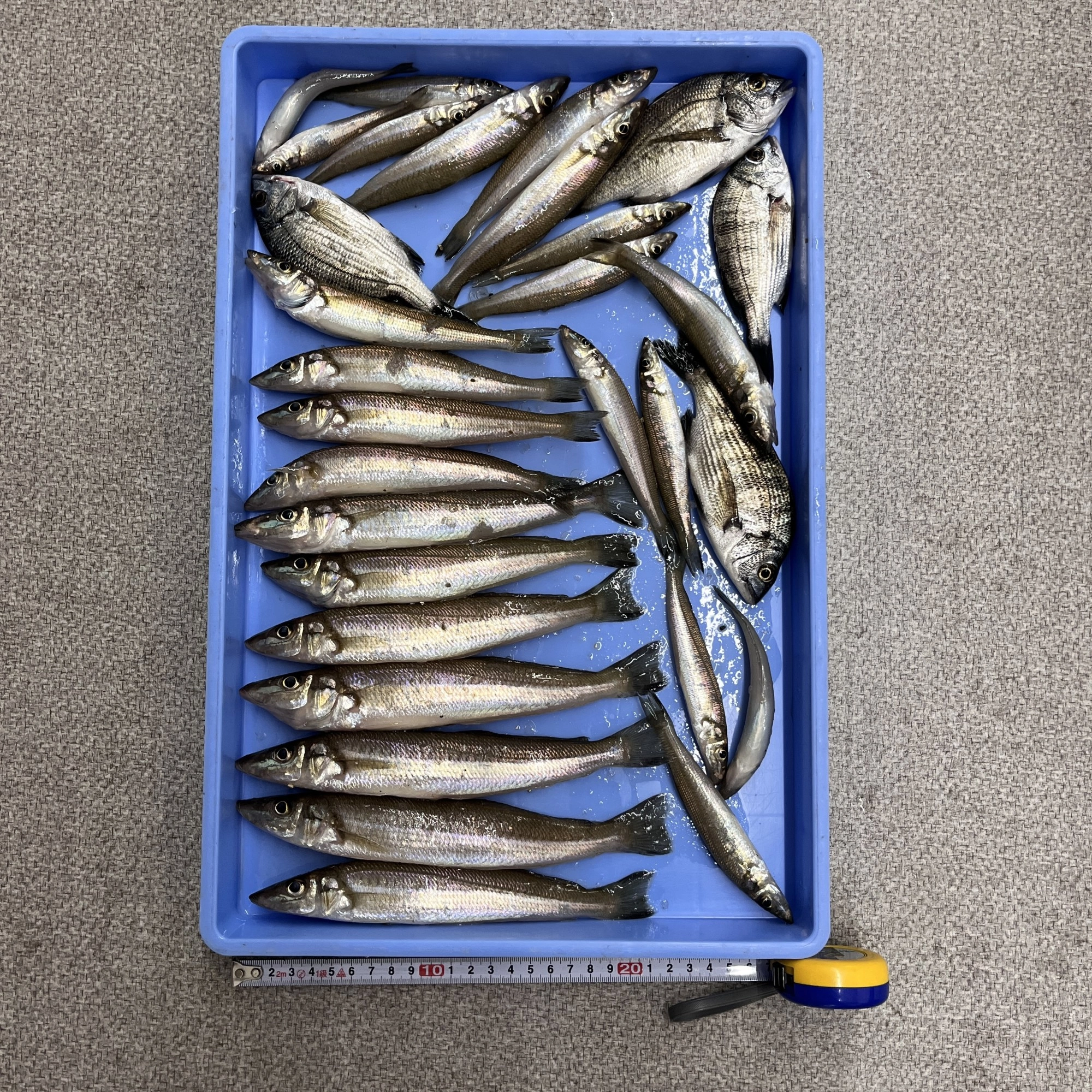 大きなキスは23㎝もありました！