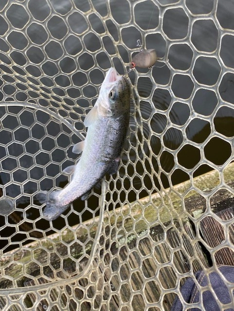 トップ系ルアーも持って行きましょう