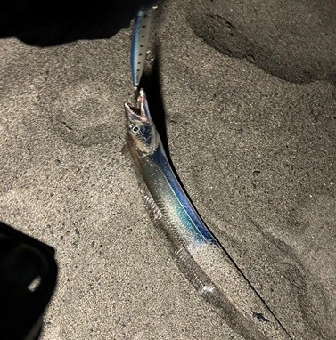 ジアイになると入れ食いでした。