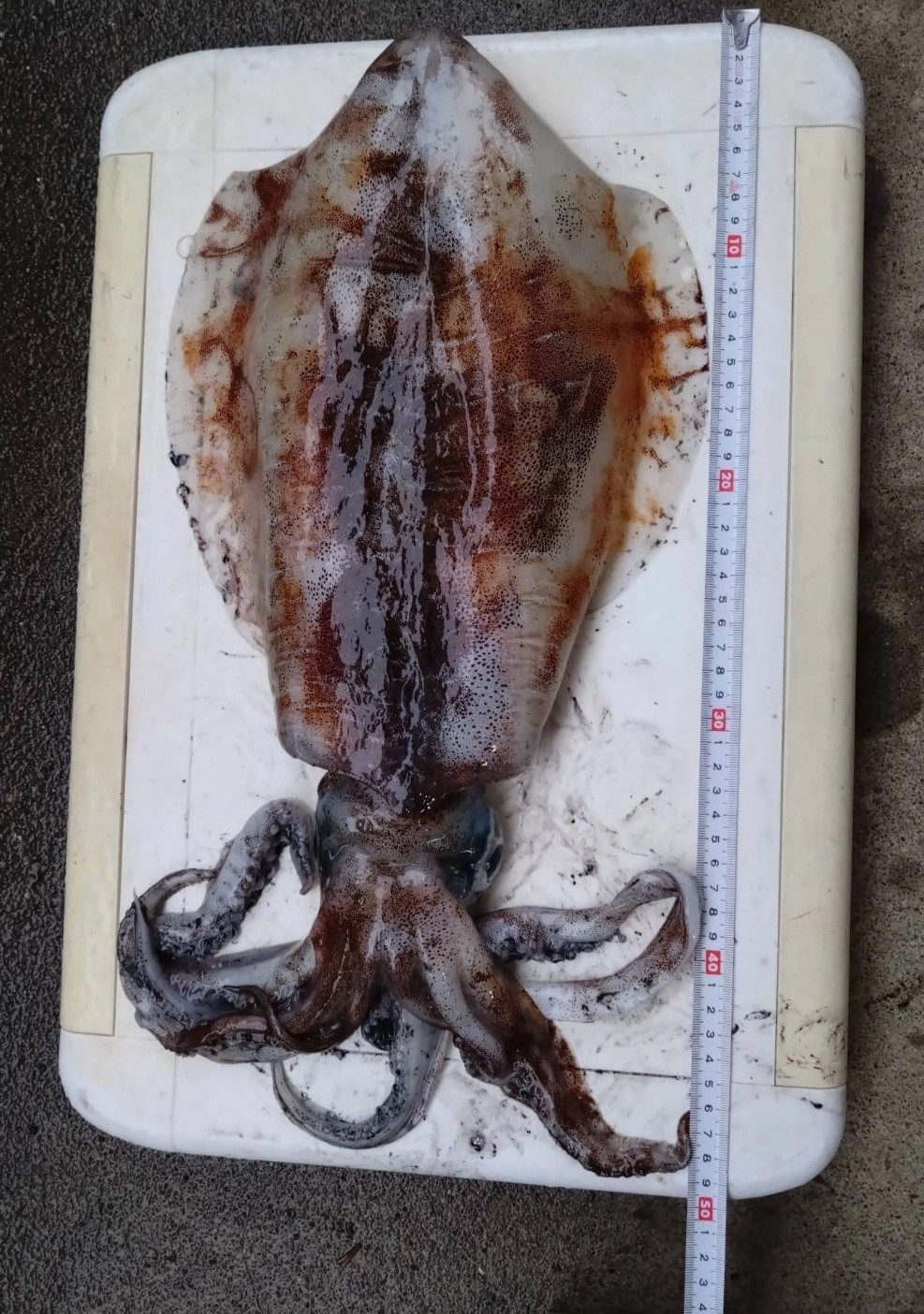 アオリイカ胴長33ｃｍ