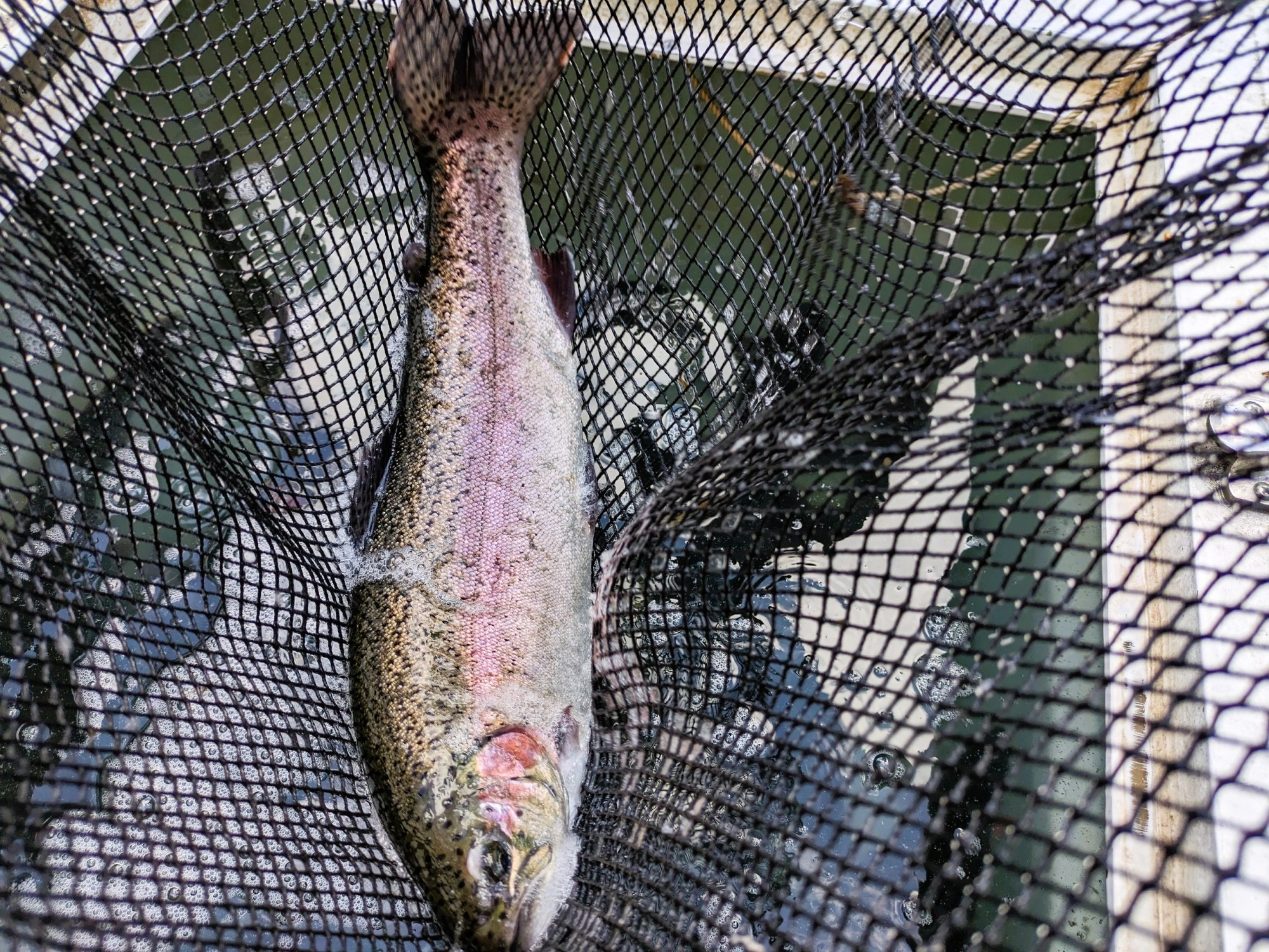 ニジマスをはじめ、10種類以上の魚が放流されています