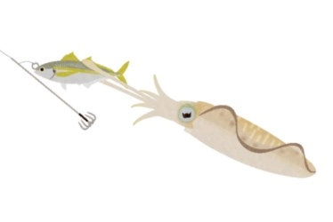 アオリイカの泳がせ釣り（ウキ釣り） | 釣具のイシグロ | 釣り情報サイト