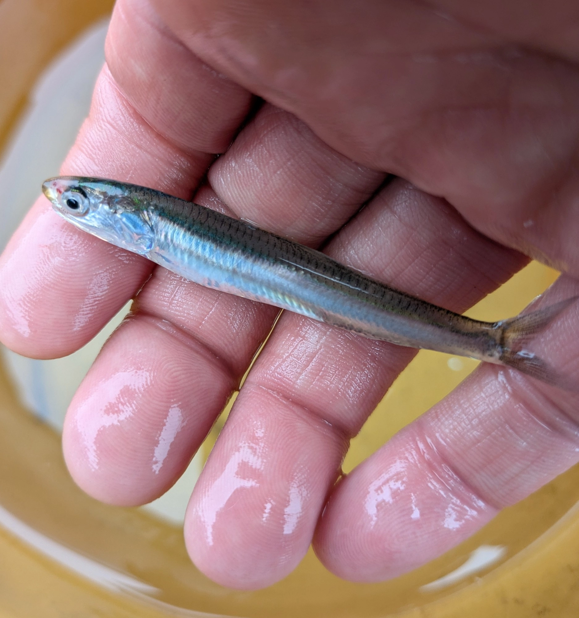 仕事前に浜名湖を見てきたらイワシが釣れてました。急いで支度をして始めたらすぐにイワシが釣れました♪