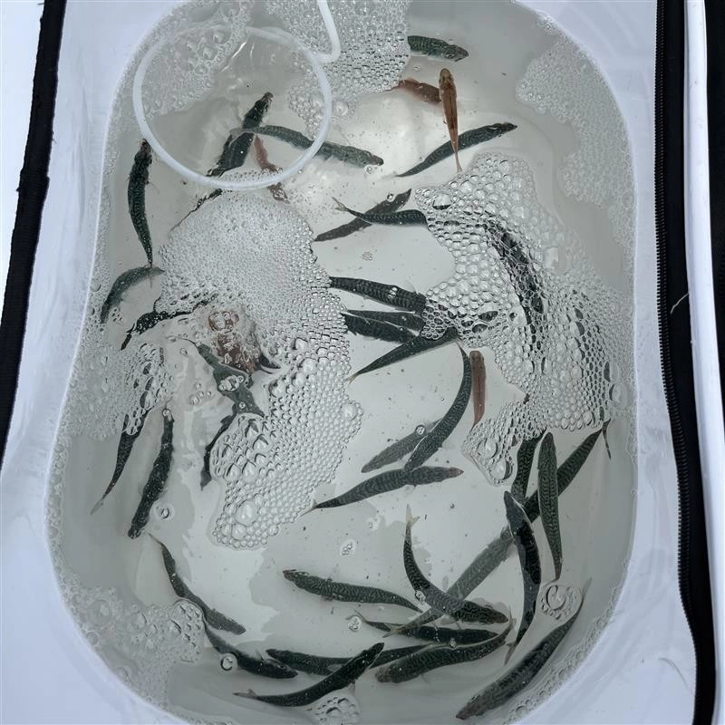 たくさん釣れます