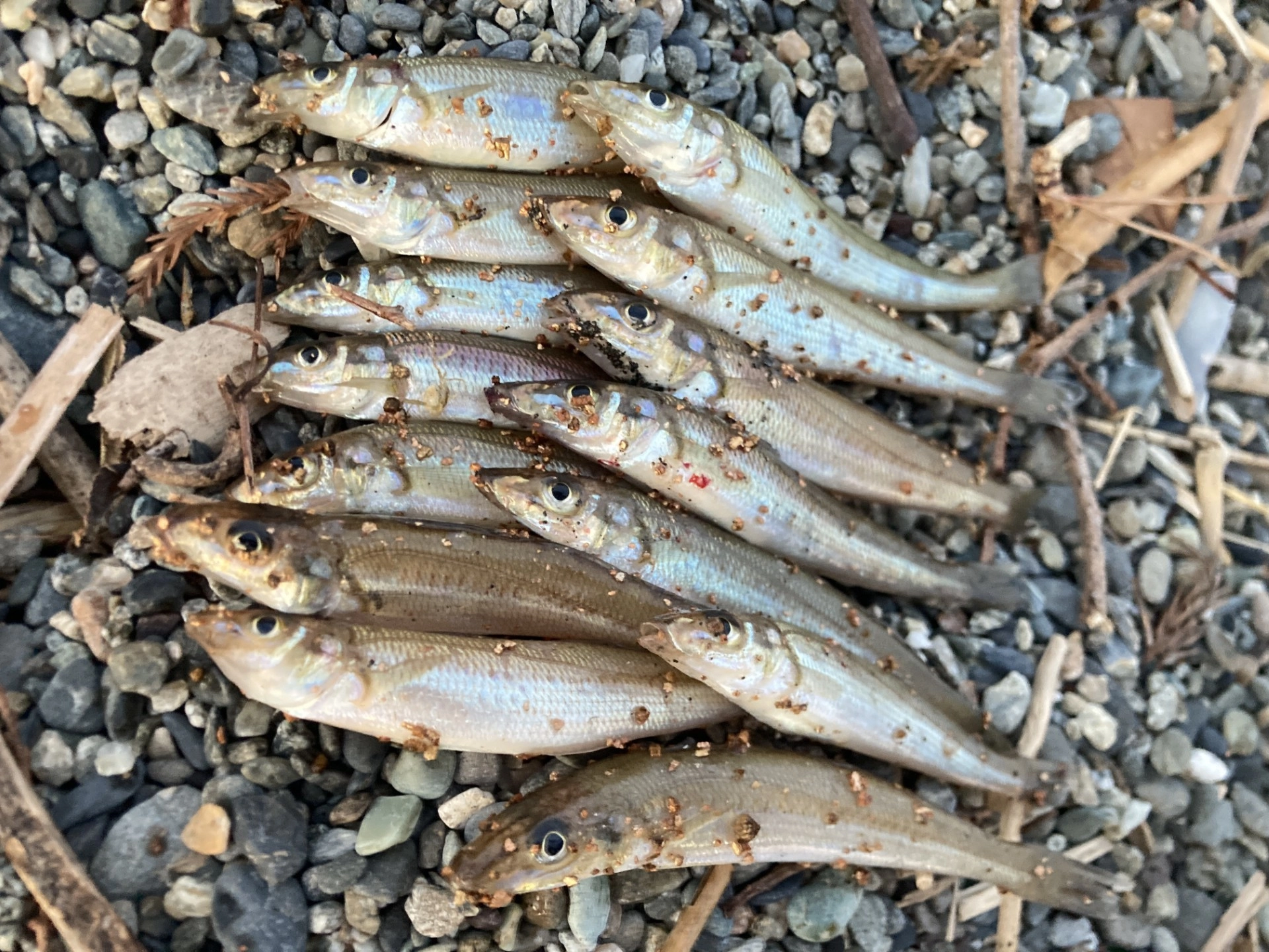 短時間で余裕のつ抜け！沼津サーフでシロギス釣れてます！ | 釣具の