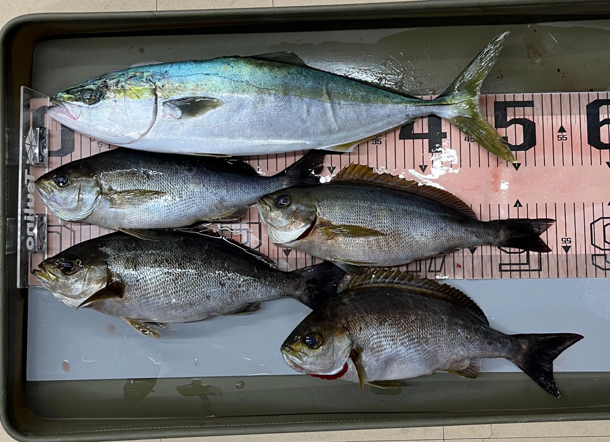 ボート釣り釣果