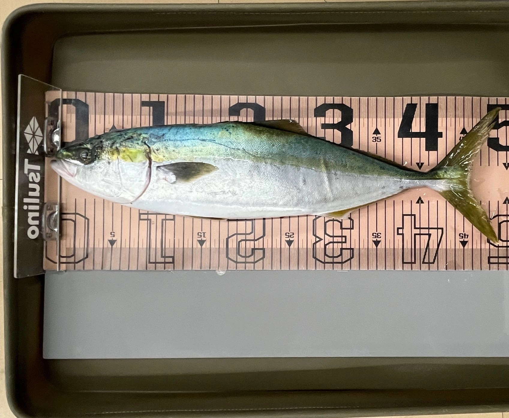 49ｃｍ