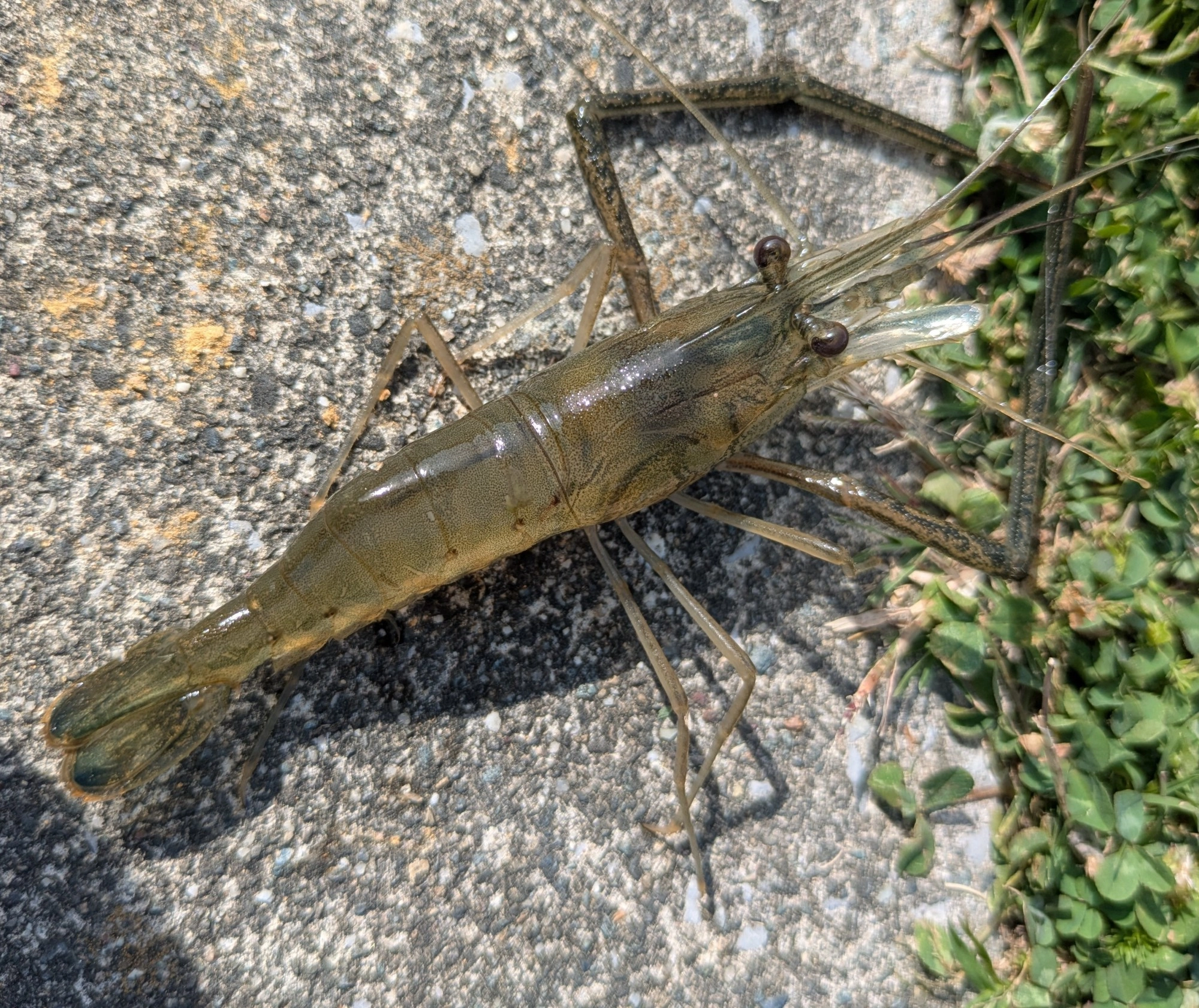 ハサミの立派な雄のエビが釣れましたよ。