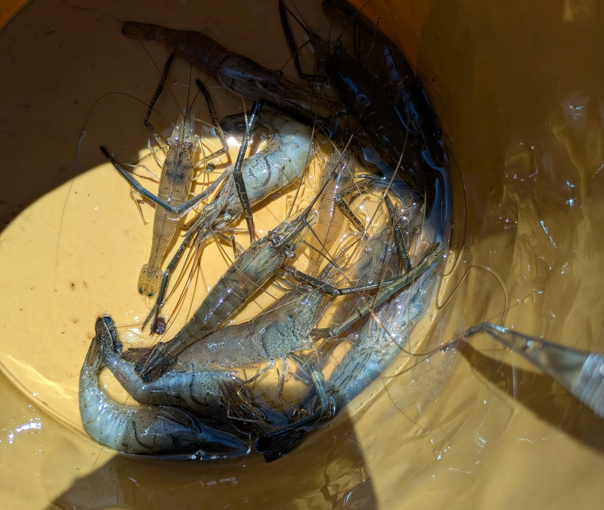 1時間ほどでこの釣果！小さなエビが釣れたり卵を持っているエビが釣れたら逃がしてあげてくださいね。
