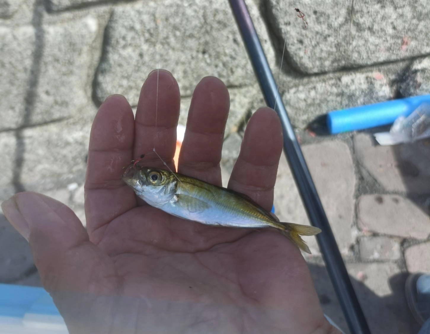 小アジ釣れてます