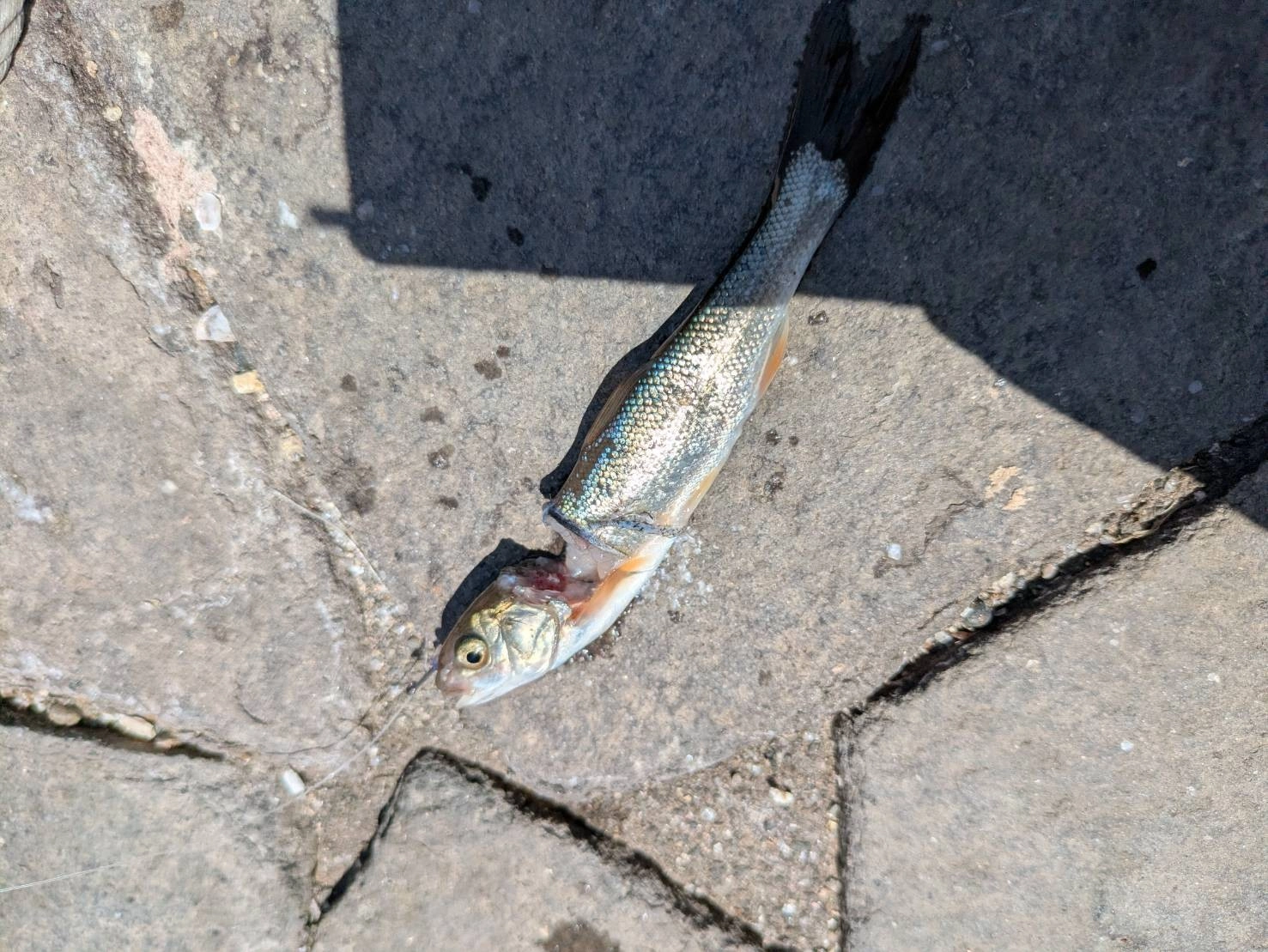 泳がせのエサはイカにかじられました
