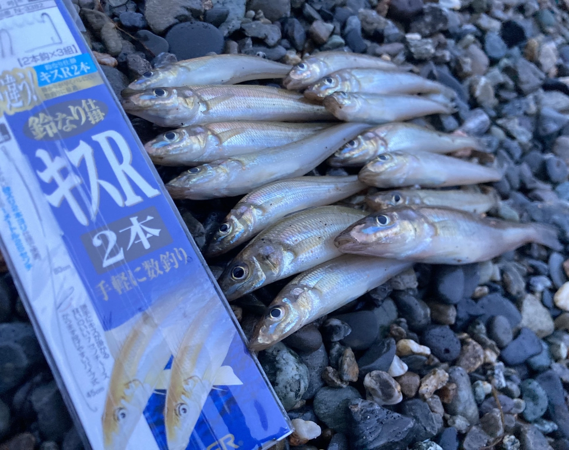 またまたつ抜け！沼津サーフのシロギス好調継続中です！ | 釣具の