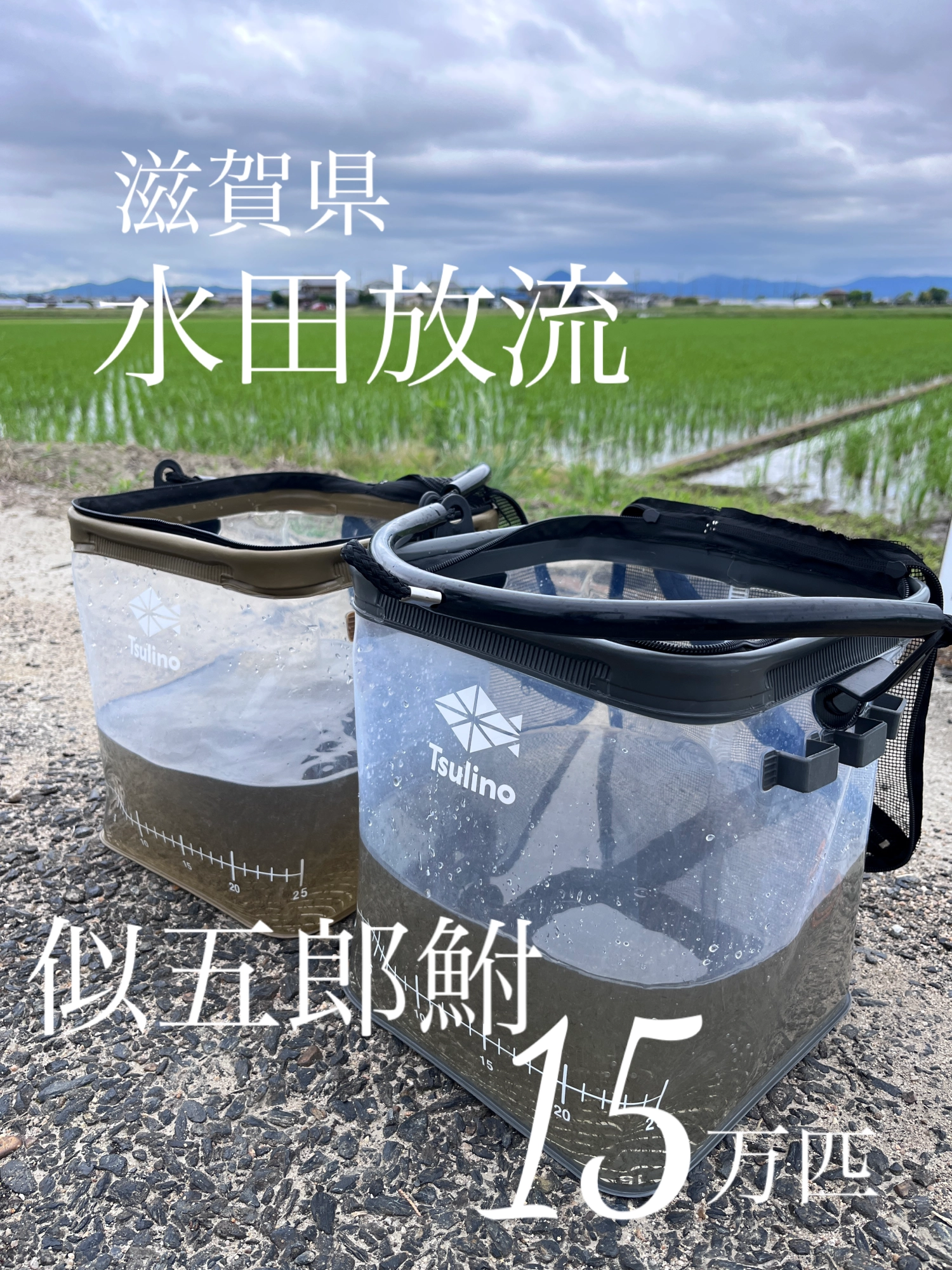 イシグロ×滋賀県水産振興協会】ニゴロブナ水田放流実施しました