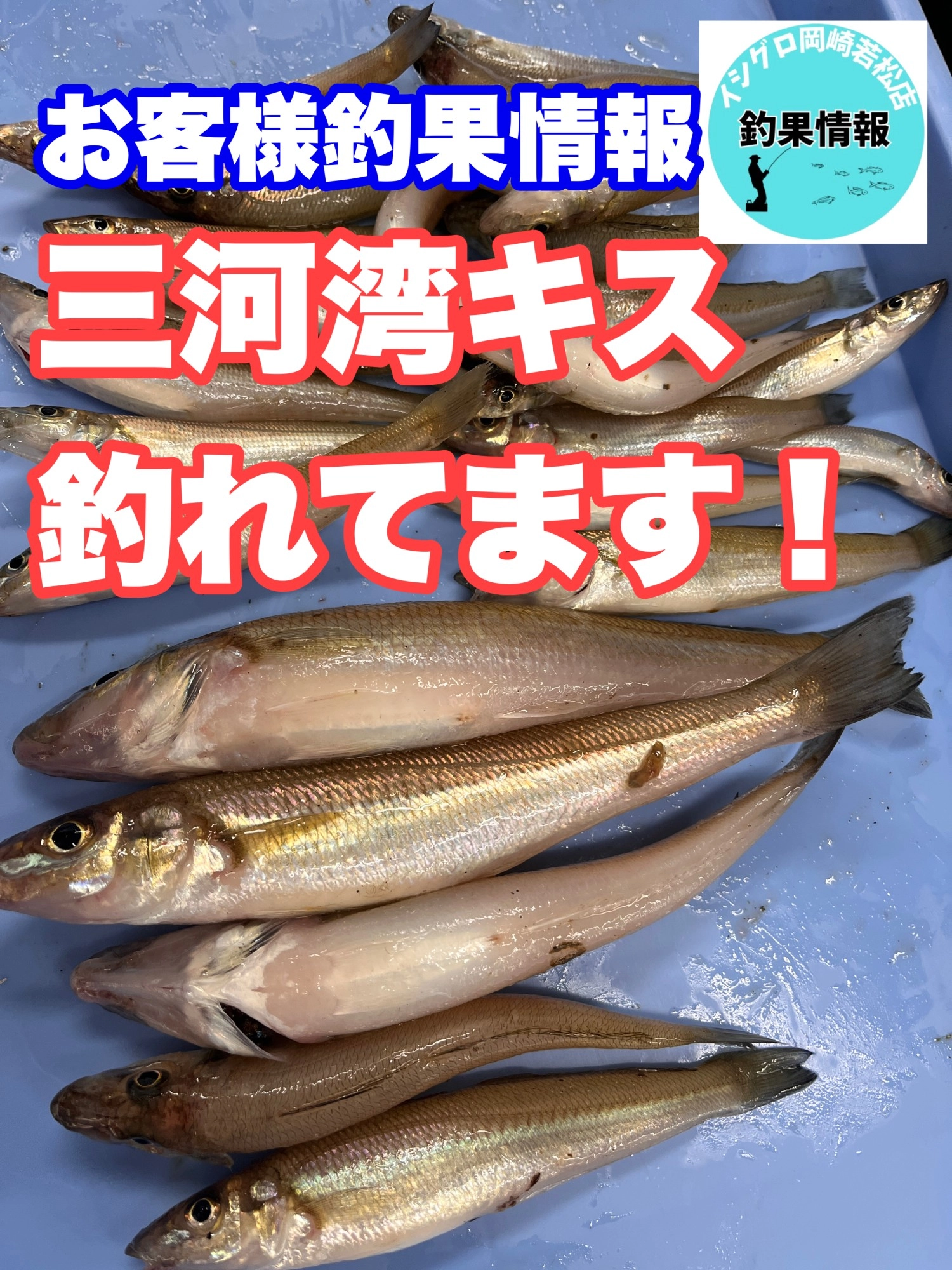 岡崎若松店】三河湾投げ白キス釣り好調です！ | 釣具のイシグロ | 釣り