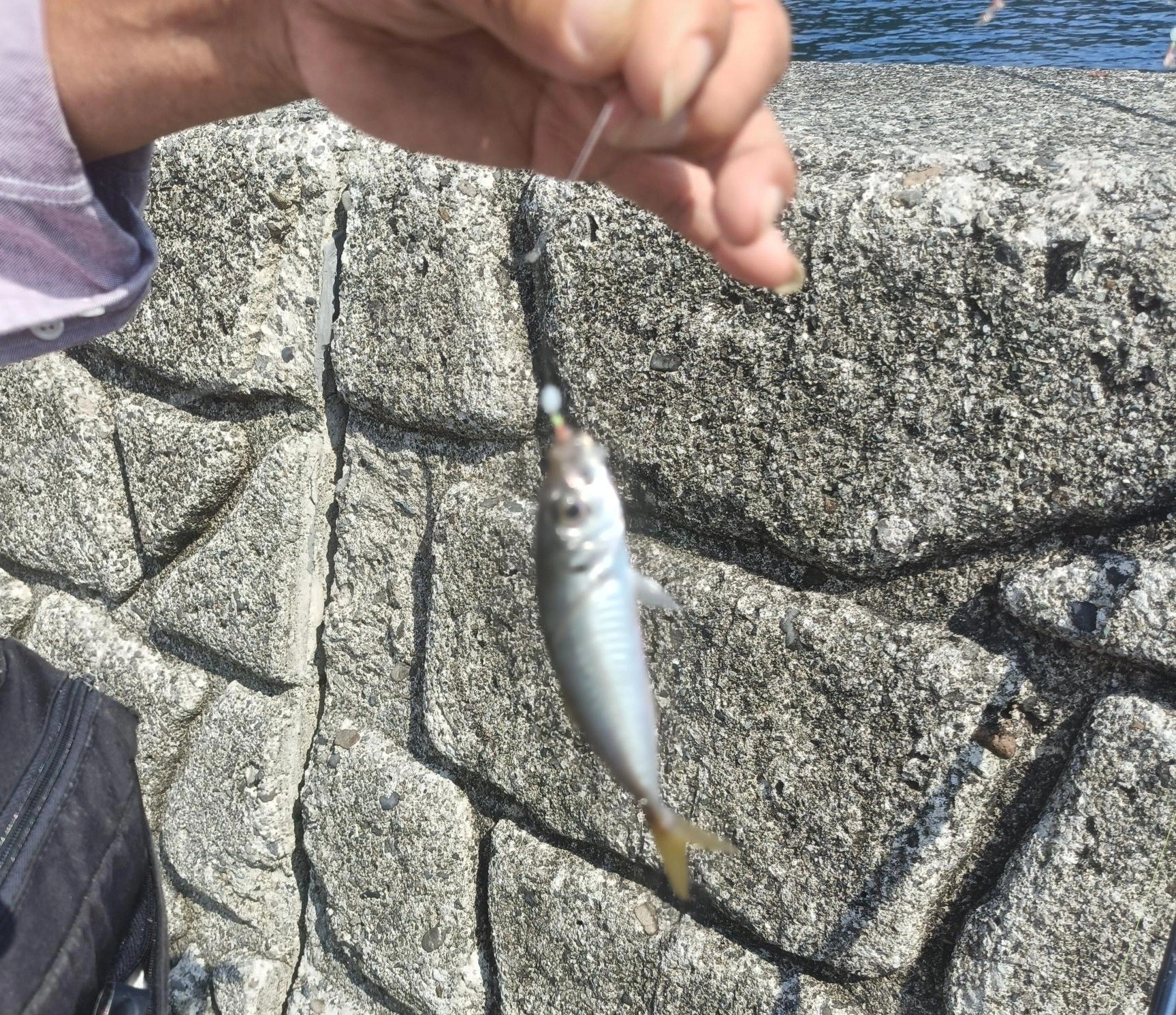 アジ釣れてます