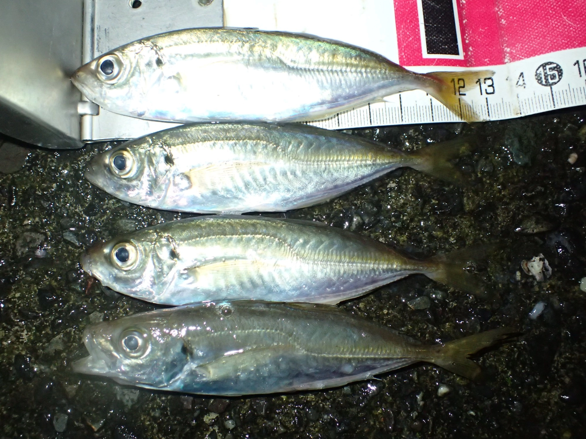 アジ