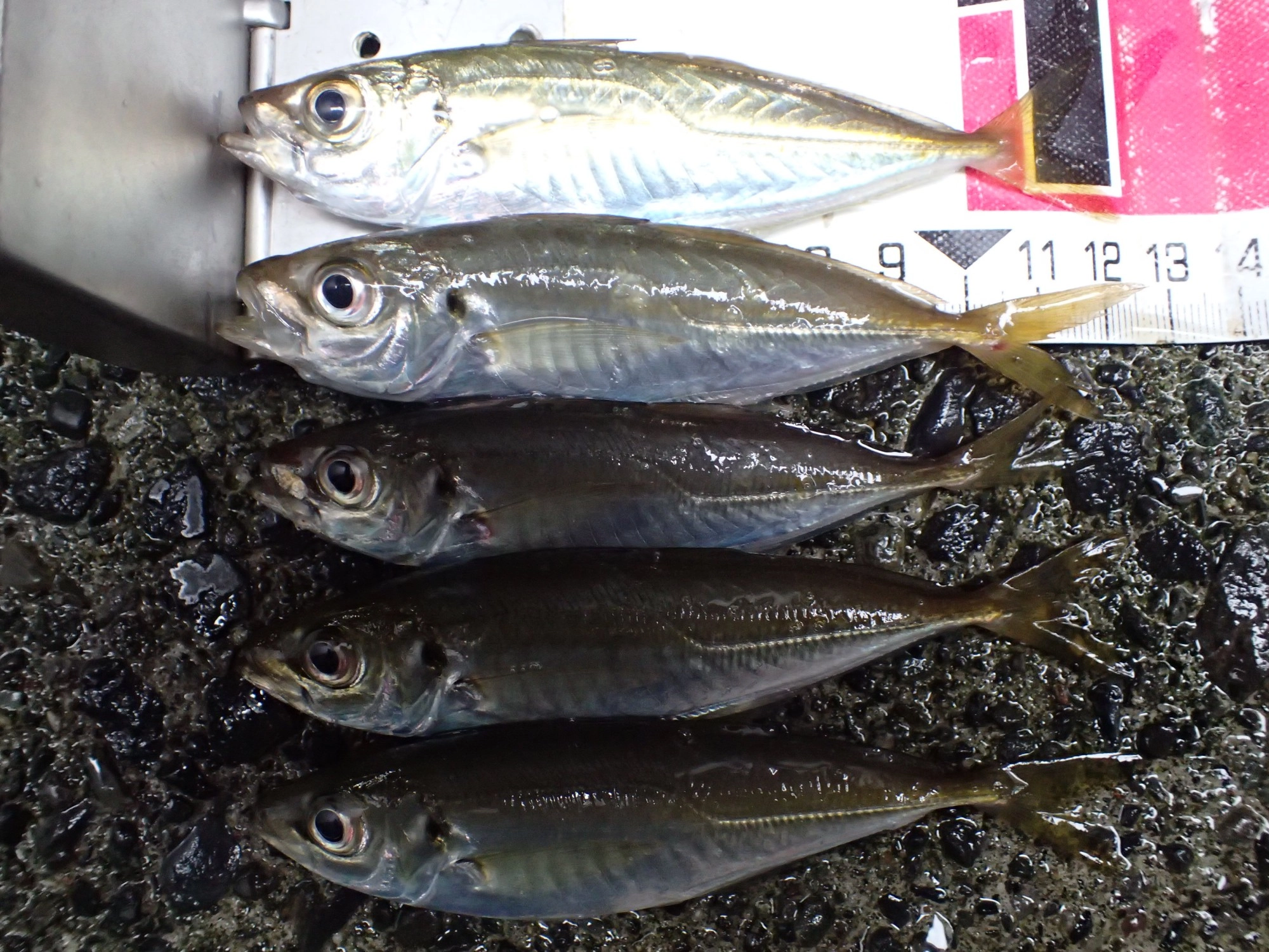 アジ　11～13ｃｍ