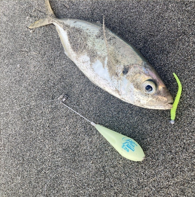 フロートを使用したサーフアジングでも釣れましたよ。