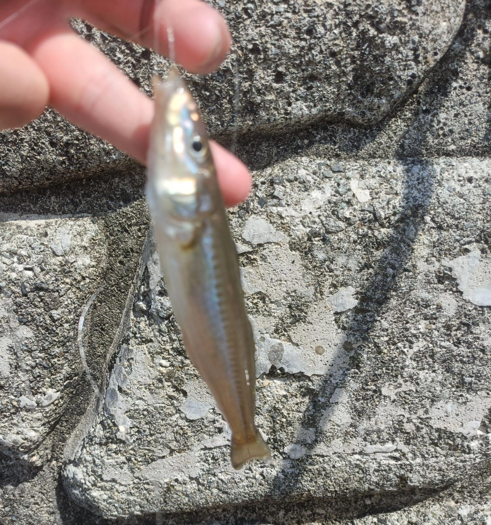 キスも釣れてます