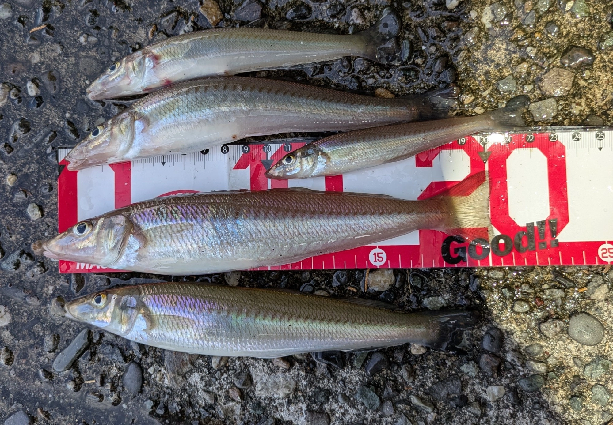 １時間ほどの釣行でしたが良型のキスが釣れましたよ。