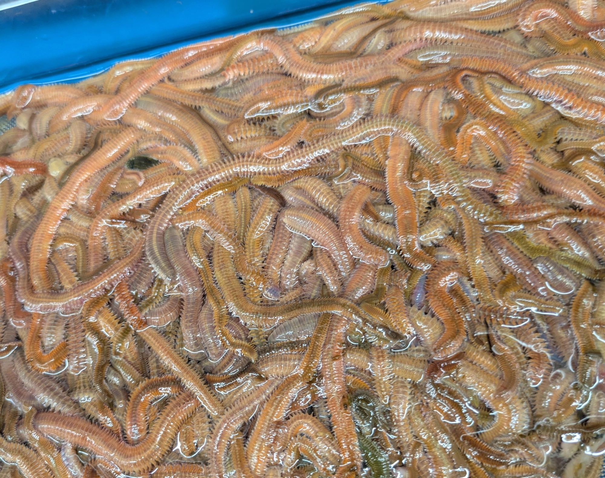 エサは『ゴールドイソメ』がオススメ！光の当たり具合で虹色に輝き魚の喰い抜群のエサですよ。